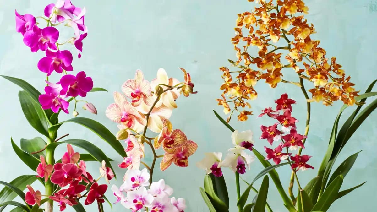 As orquídeas em casa e os segredos para um cultivo de sucesso, no blog Conversa Pronta.