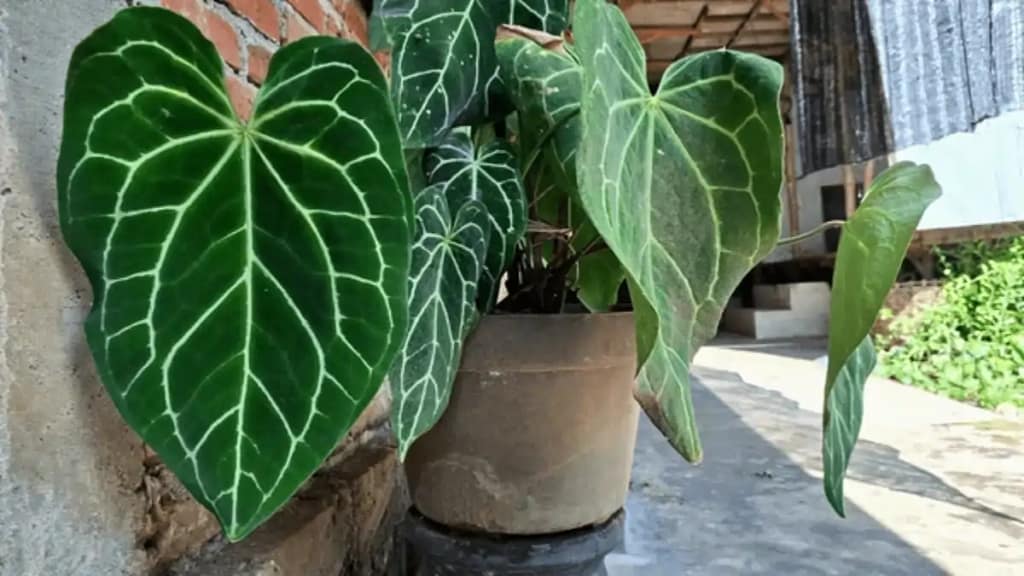 Renda extra com venda de plantas, tudo no blog Conversa Pronta.