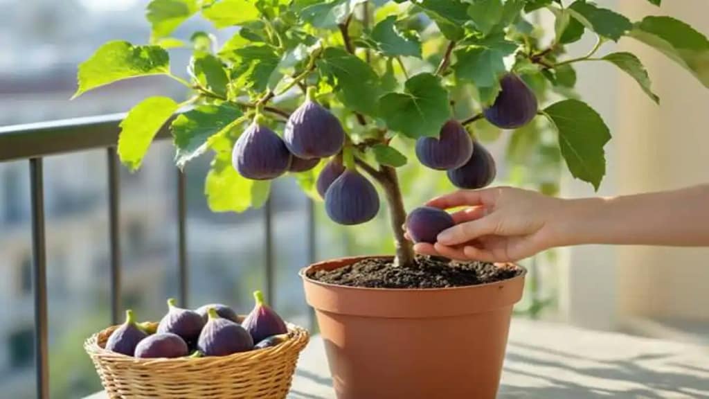 Figo em vasos em apartamento. Um guia completo no blog Conversa Pronta.