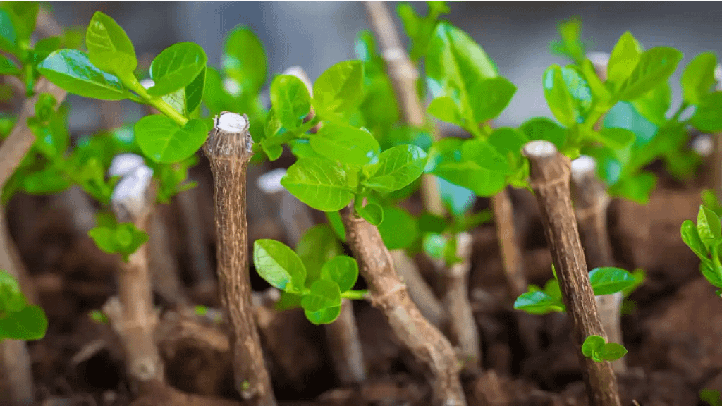 As 10 plantas de alto lucro estão no blog Conversa Pronta.