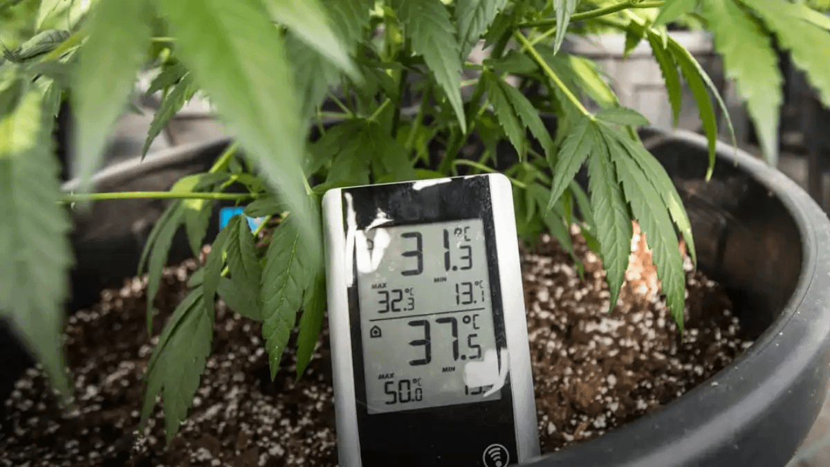 Termo-higrômetro usado em vasos de orquídeas. Blog Conversa pronta.