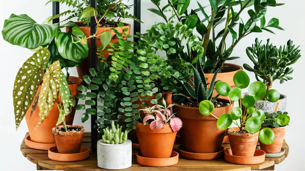 O bem-estar que as plantas trazem estão explicados no blog Dica Pronta.