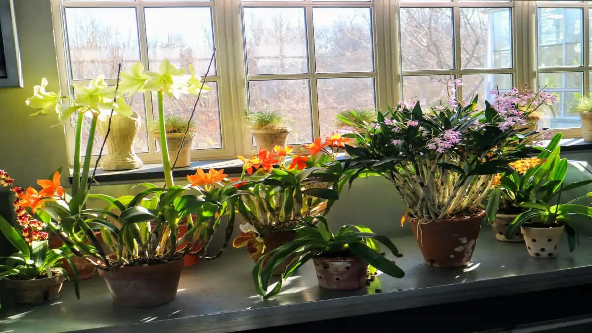 Orquídeas em casa e os segredos para um cultivo de muito sucesso, no blog Conversa Pronta.