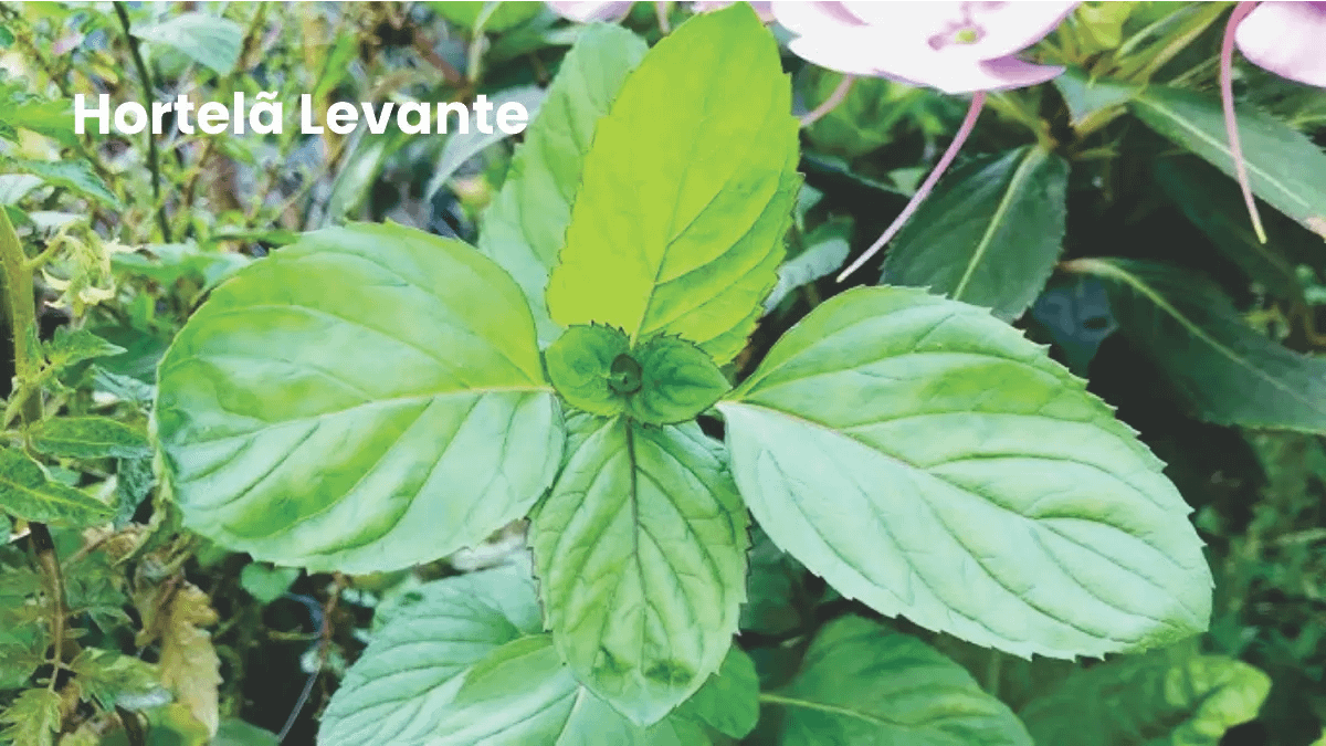 Hortelã Levante, uma das variedades no passo a passo do blog Conversa Pronta.