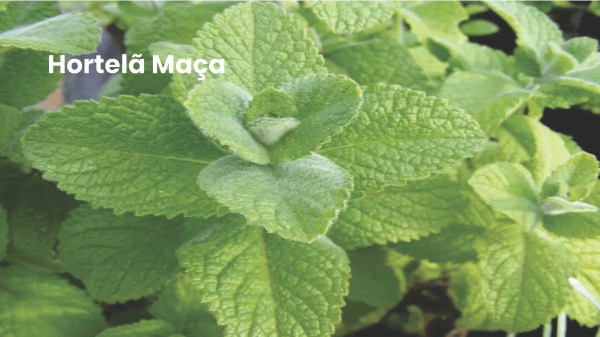 Hortelã maçã, uma das variedades no passo a passo do blog Conversa Pronta.