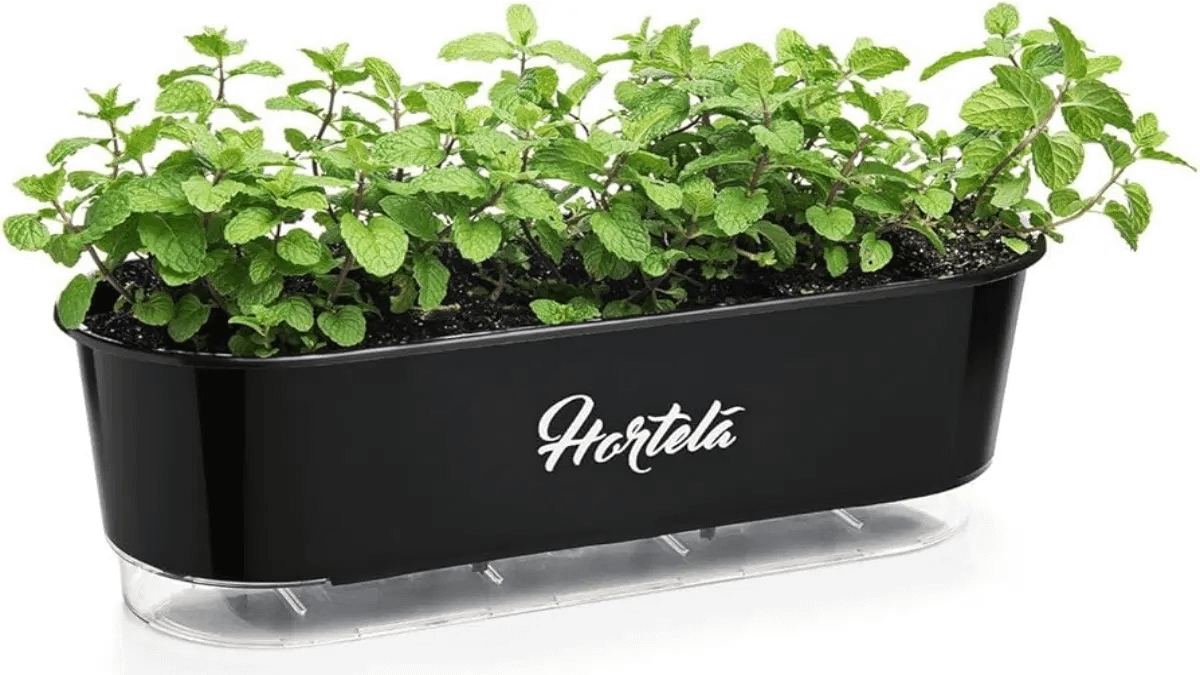 Hortelã em jardineira, uma das variedades no passo a passo do blog Conversa Pronta.