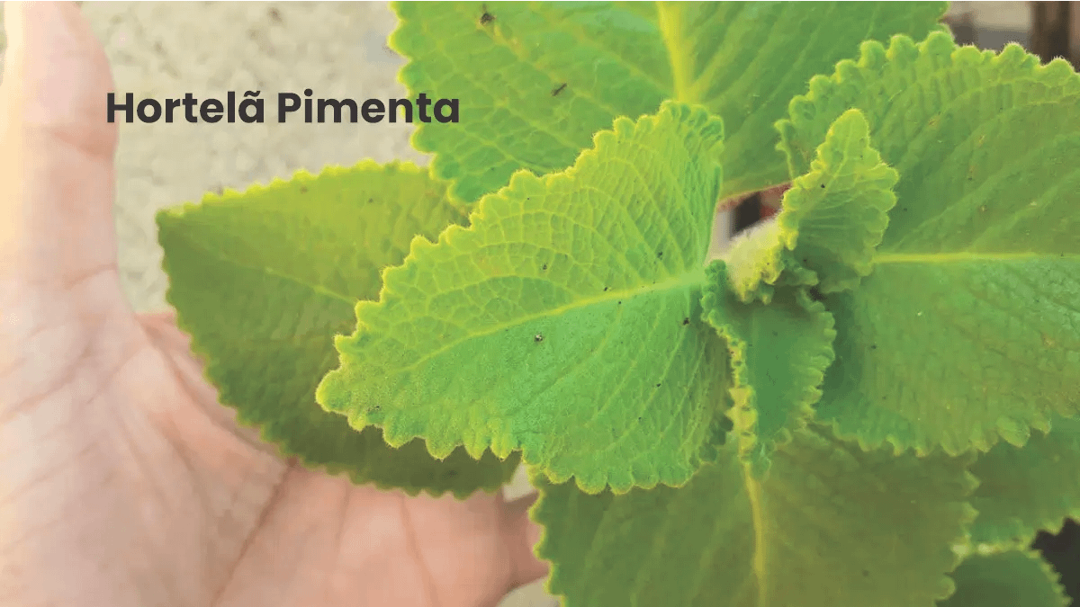 Hortelã Pimenta, uma das variedades no passo a passo do blog Conversa Pronta.
