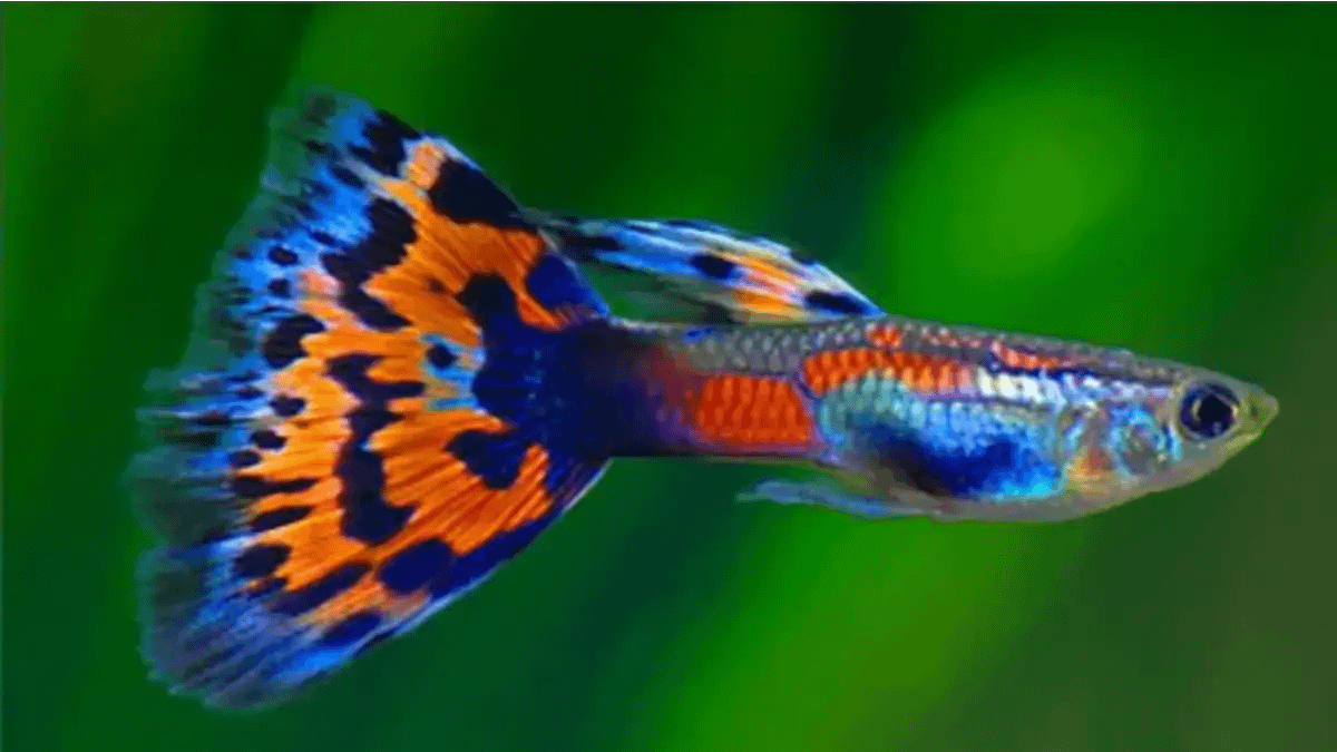 Pets exóticos e 50 perguntas e respostas completas no blog Conversa Pronta. Peixes