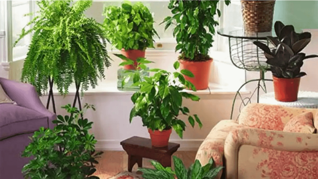 Plantas que purificam o ar