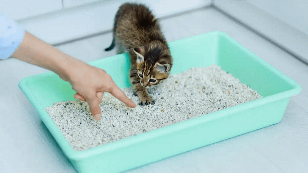 O gato não usa a caixa de areia? Veja as dicas aqui.