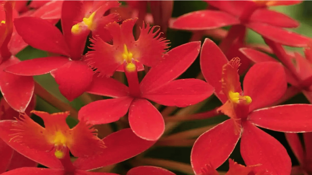 Orquídea flamejante, rara e linda. Blog dica pronta