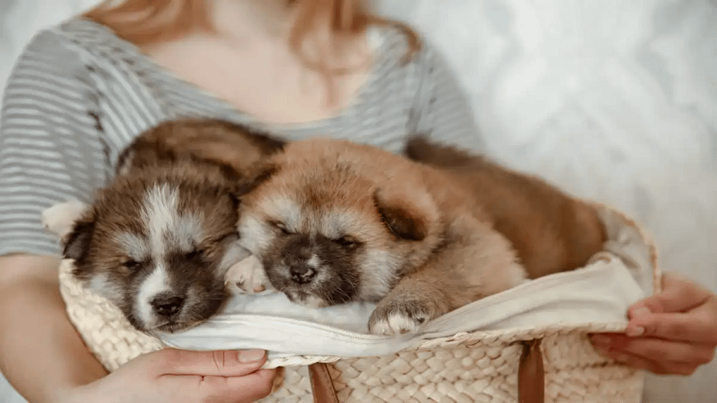 Primeiro cachorro tem dicas no Blog Dica Pronta.