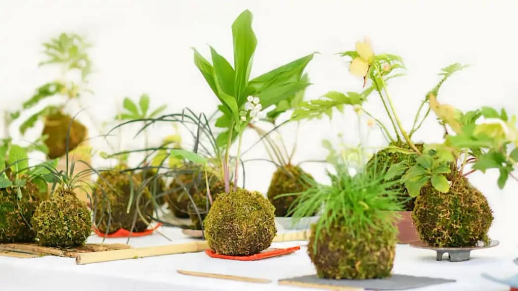 Como fazer kokedamas, as dicas completas no blog Conversa Pronta.