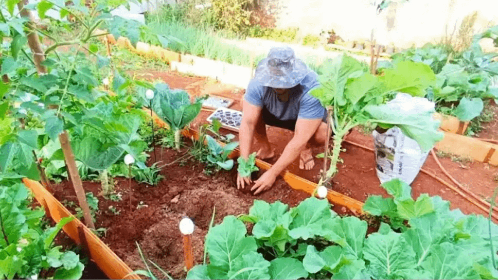 Como plantar couve sem erros esta explicado no blog Conversa Pronta.