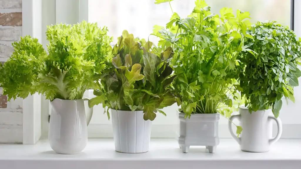 Horta na cozinha, passo a passo completo no blog Conversa Pronta.