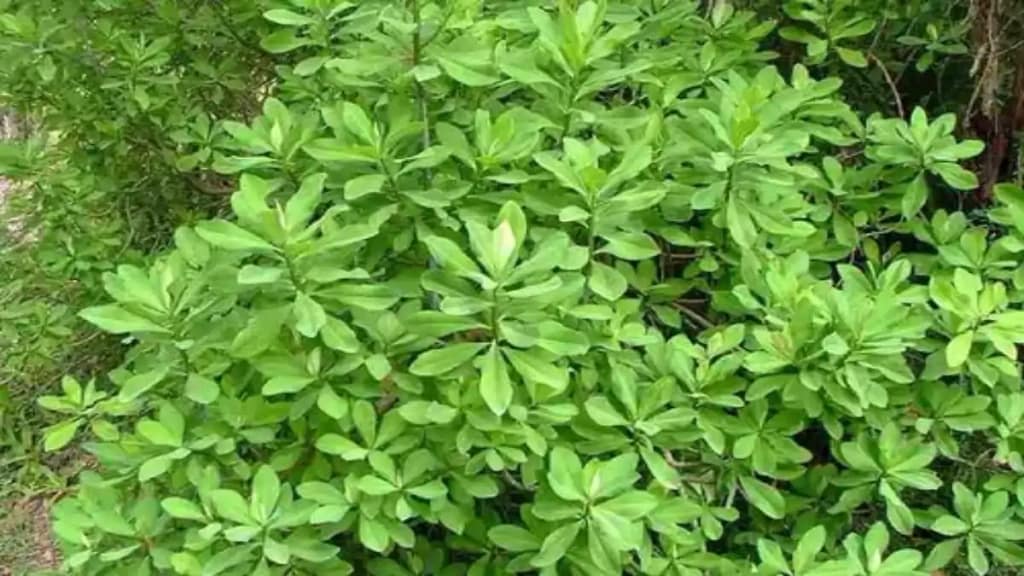 Janaúba leiteira, a verdade e o mito sobre cura, no blog Conversa Pronta.