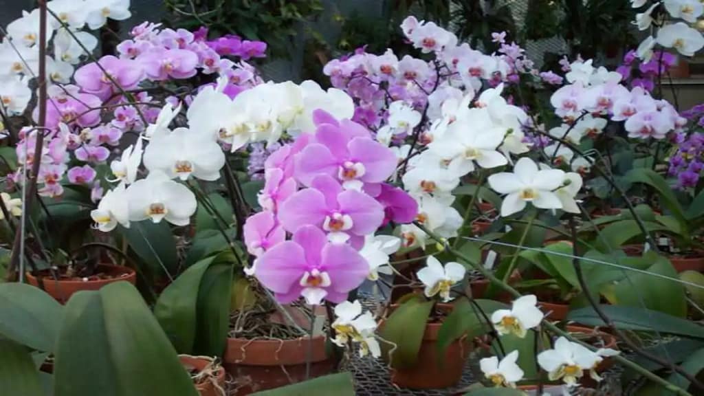 Orquídeas um design vivo no apartamento. Cultivo esta no blog Conversa Pronta.