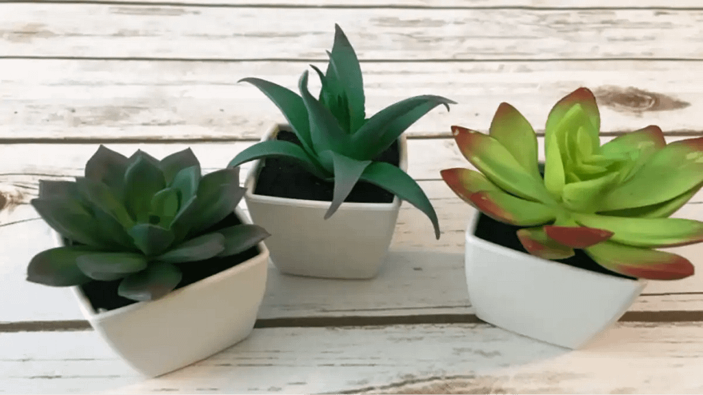 Vaso de gesso com suculentas, lembrancinhas, no blog Conversa Pronta.