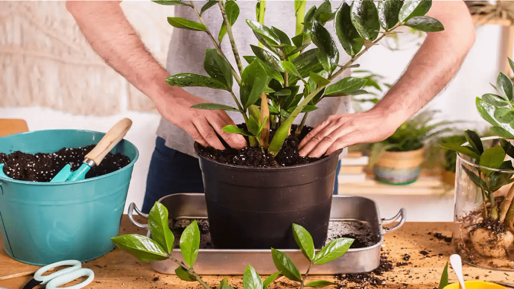 Plantando zamioculca no vaso, plantas de sombra no blog Conversa Pronta.