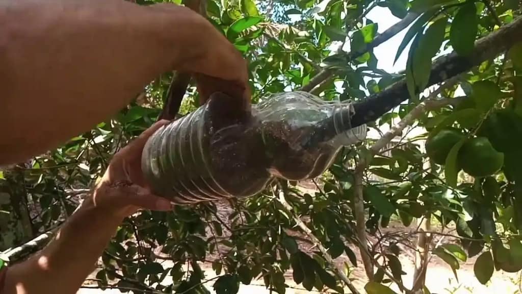 Alporquia na garrafa pet com passo a passo no blog Conversa Pronta.