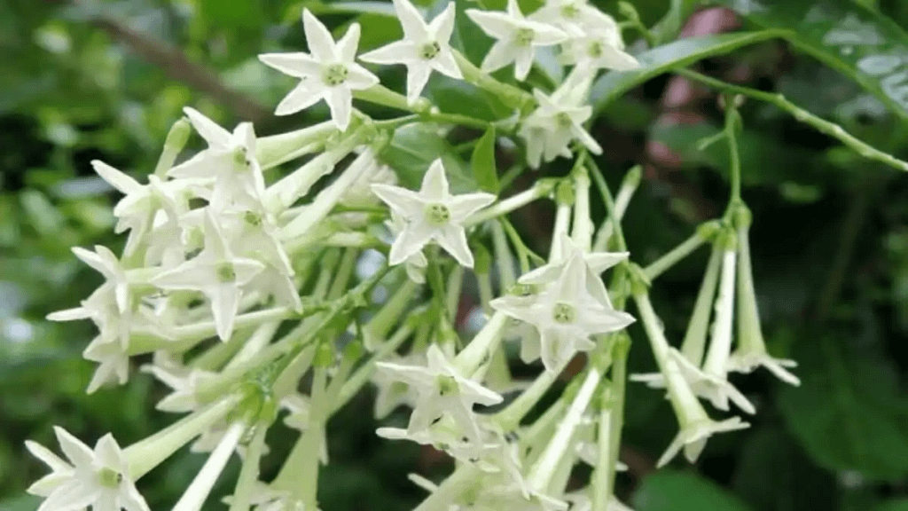 Dama da noite florida no blog Conversa Pronta.