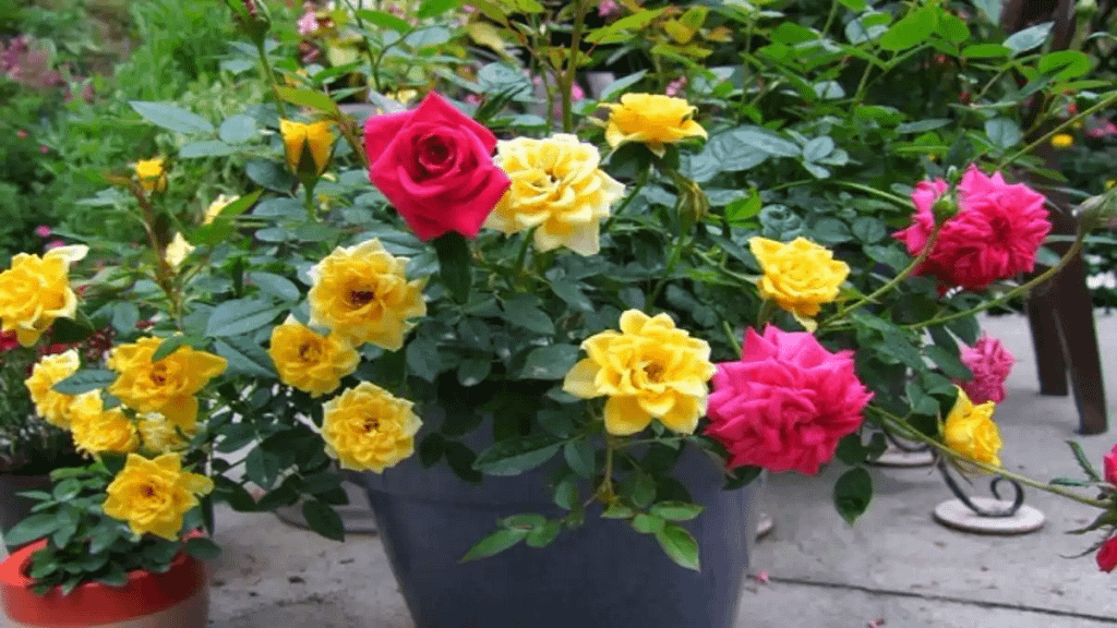 Vasos com mini rosas em uma mesa. Blog Conversa pronta.