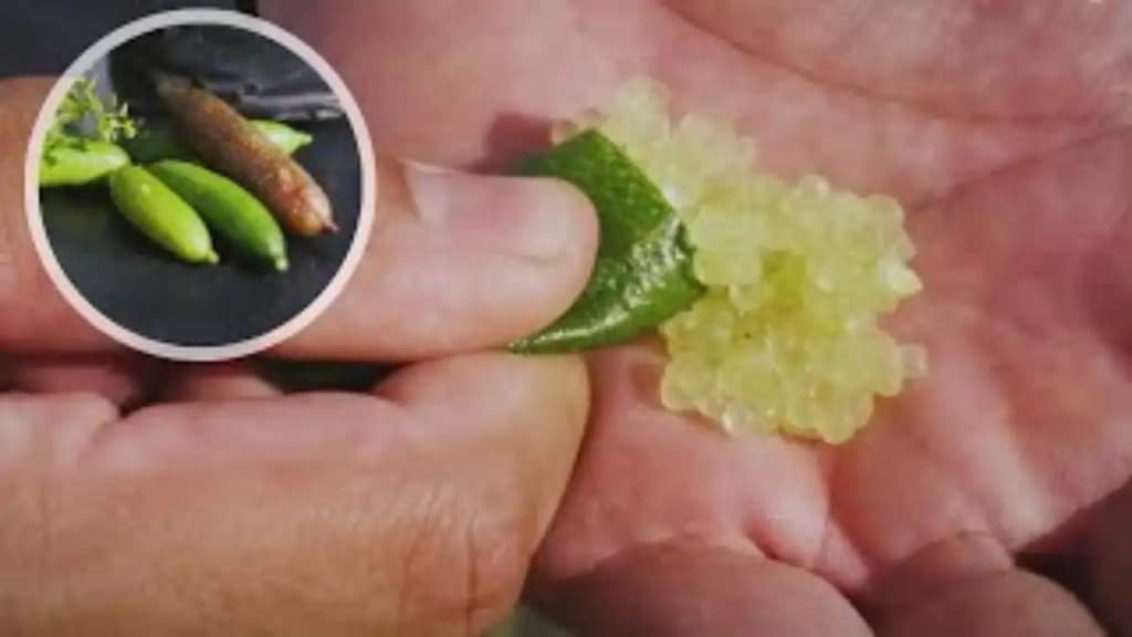 Limão caviar com dicas de cultivo no blog Conversa Pronta.