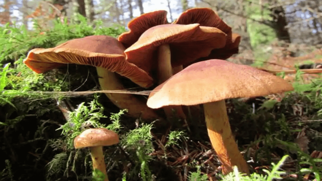 O cogumelo é seguro? Veja os perigos no blog Conversa Pronta.