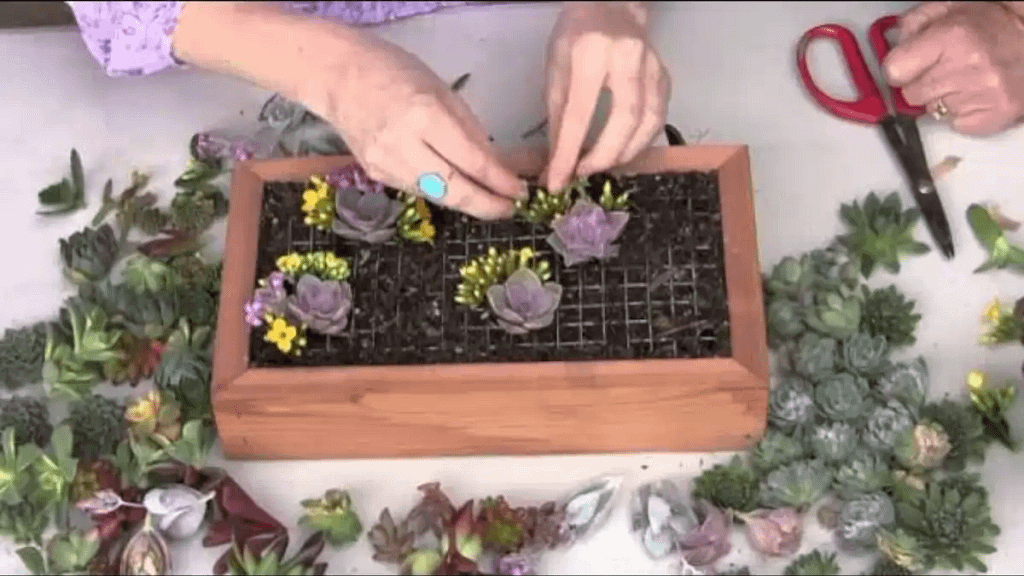 Como fazer quadro vivo de suculentas, todas as dicas estão no blog Conversa Pronta.