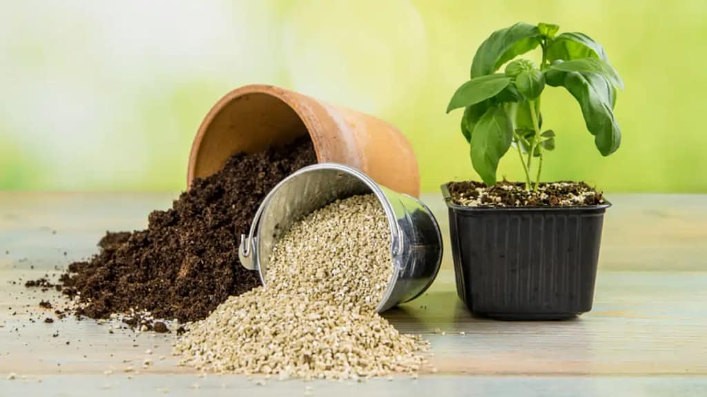 Terra para plantar mudas, qual a melhor. Veja no blog Conversa Pronta.