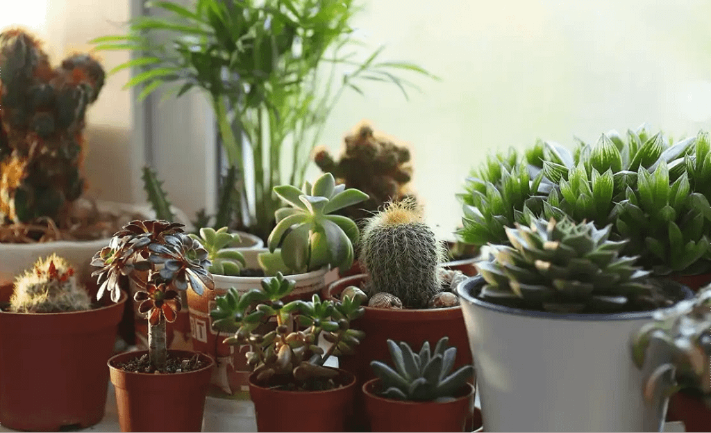 Rega de suculentas e cactos no blog Conversa Pronta