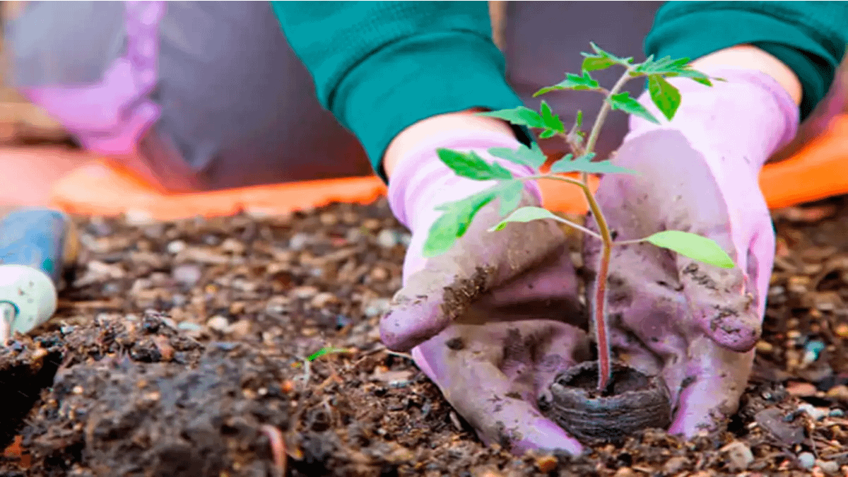 Jardinagem: Seu Novo Hobby Antiestresse e Relaxante. Uma deliciosa terapia.