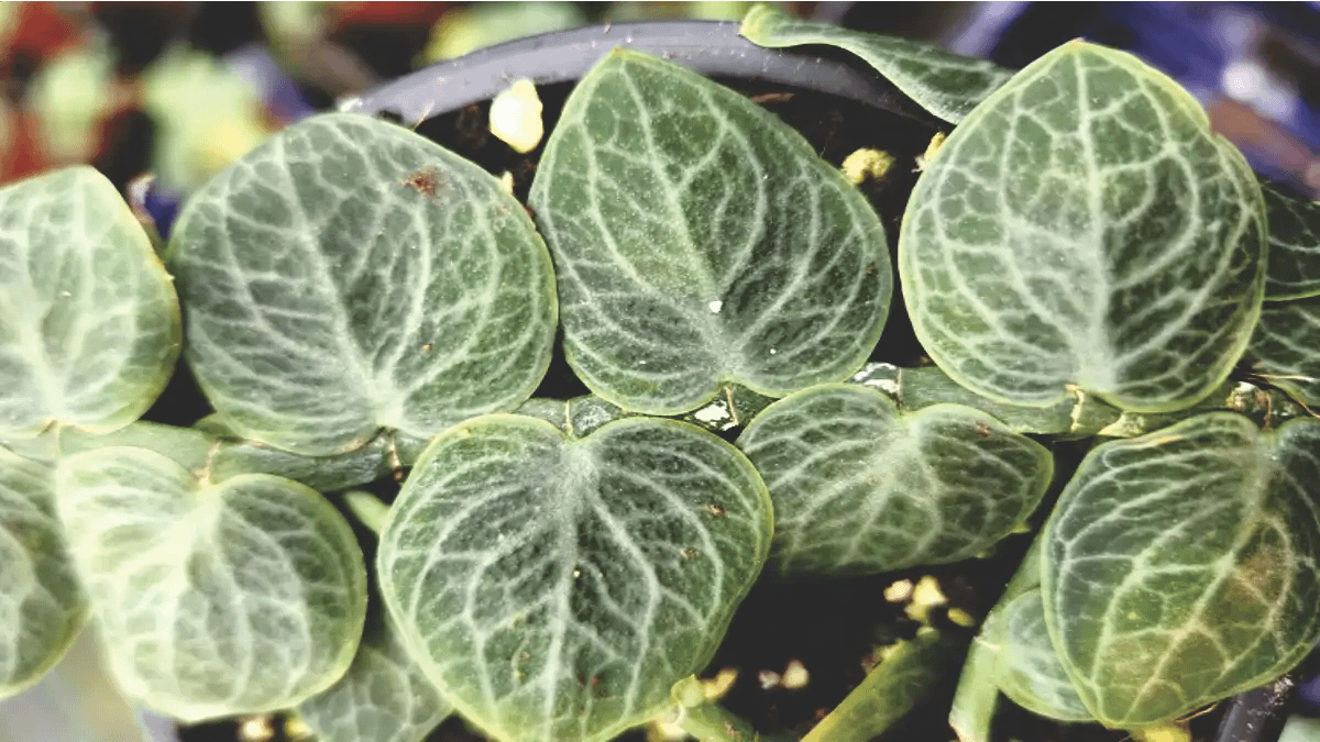 Planta escama e seus cuidados