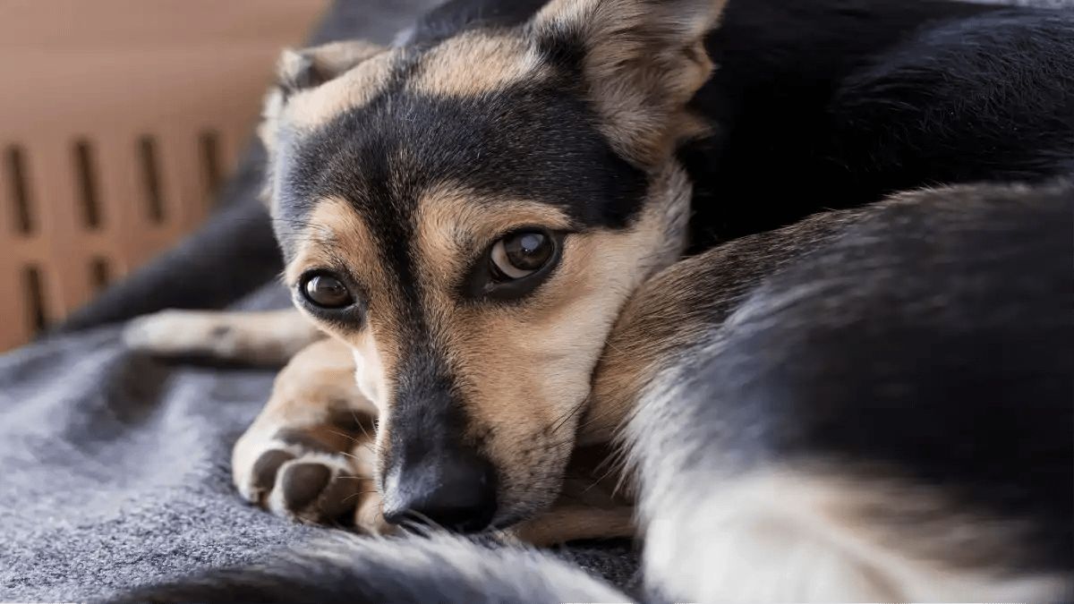Como acostumar o cachorro a ficar sozinho, guia completo