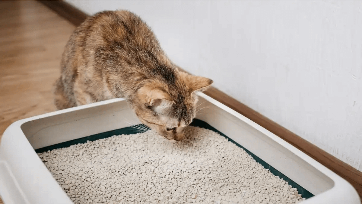 O gato não usa a caixa de areia? Veja as dicas aqui no blog dica pronta