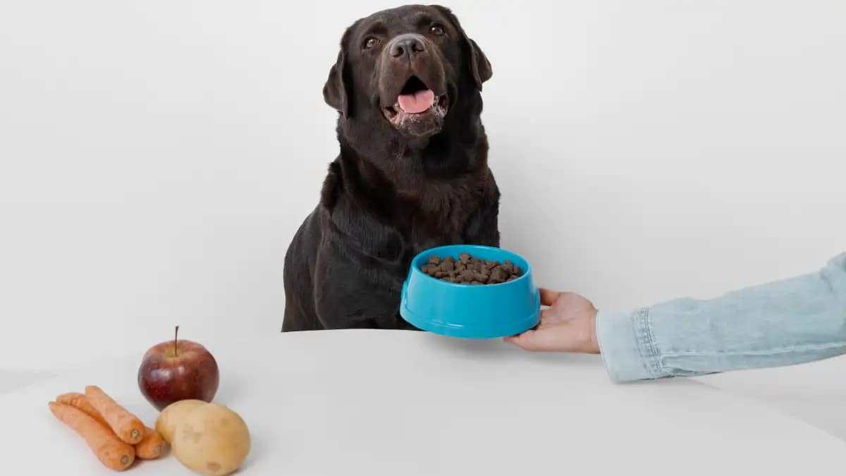 O que fazer se o cachorro não quer comer, guia completo