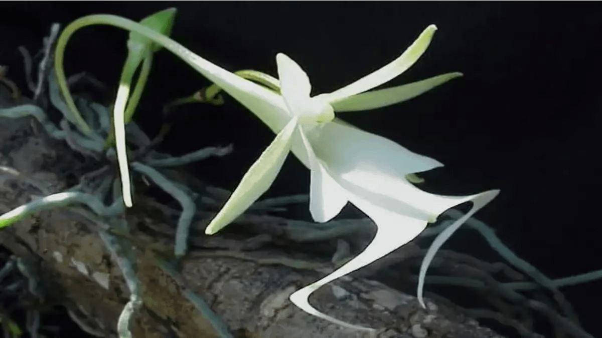 A orquídea-fantasma em seu explendor