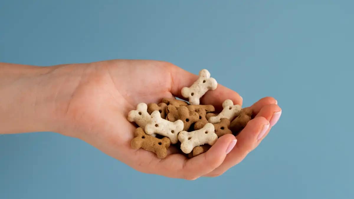 As receitas naturais para pets, fáceis de fazer e vender