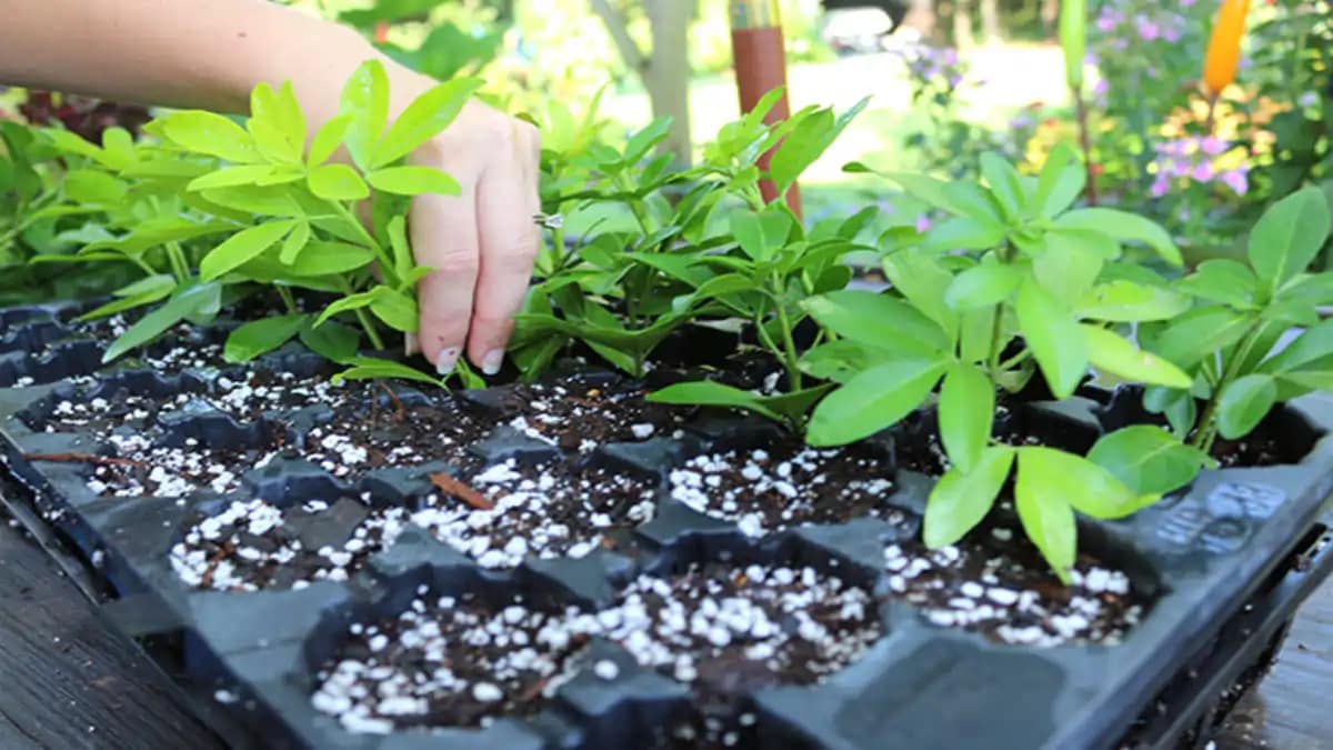 Renda extra com venda de plantas, dicas no blog Conversa Pronta.
