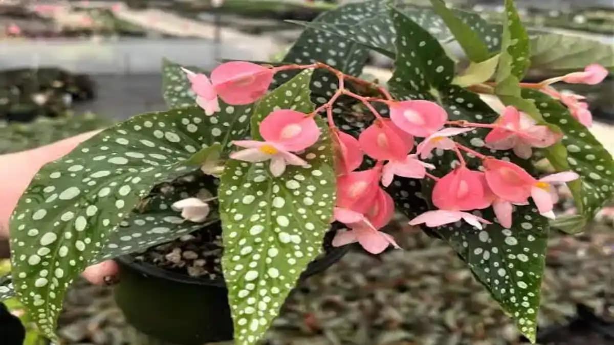 Renda extra com venda de plantas e flores, dicas no blog Conversa Pronta.