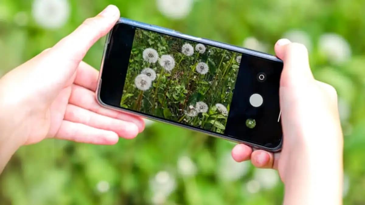 7 Apps grátis para identificar plantas, estão descritos no blog Conversa Pronta.