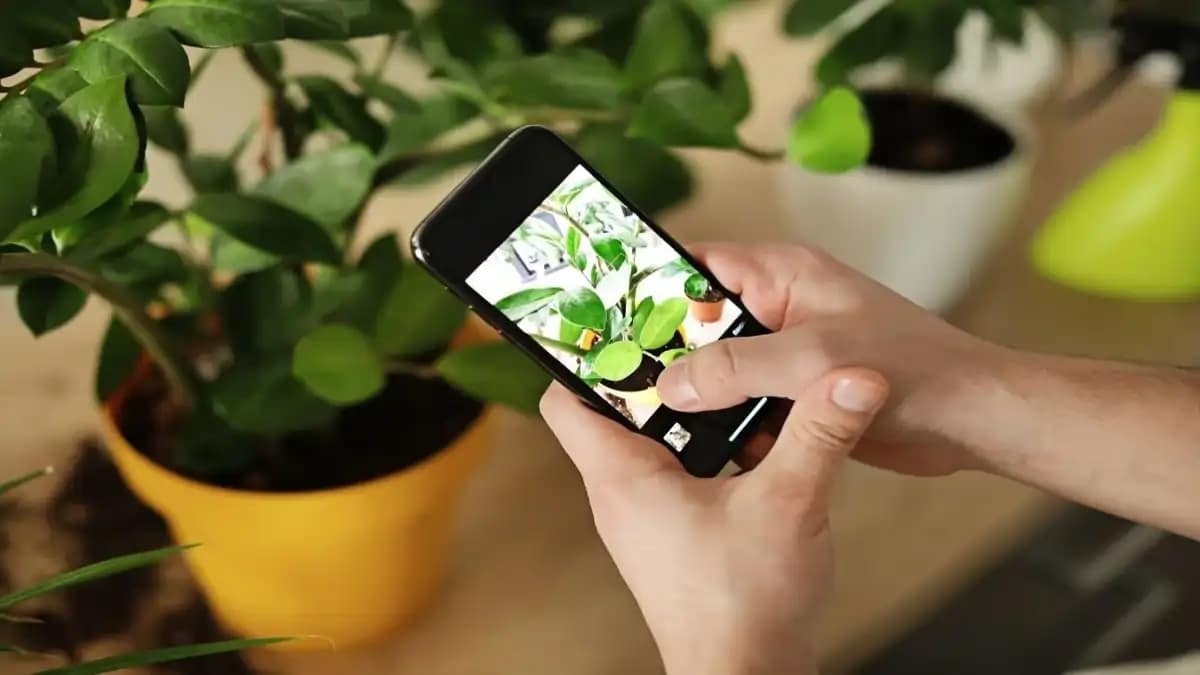 7 Apps grátis para identificar plantas, estão todos no blog Conversa Pronta.