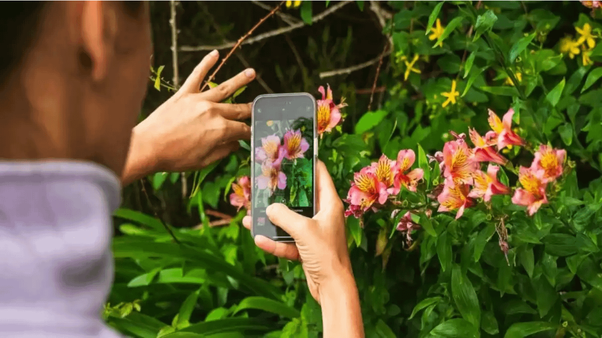 7 Apps grátis para identificar plantas, estão no blog Conversa Pronta.