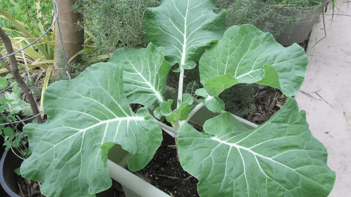 Plantar couve em vasos, sem erros esta explicado em passo a passo no blog Conversa Pronta.
