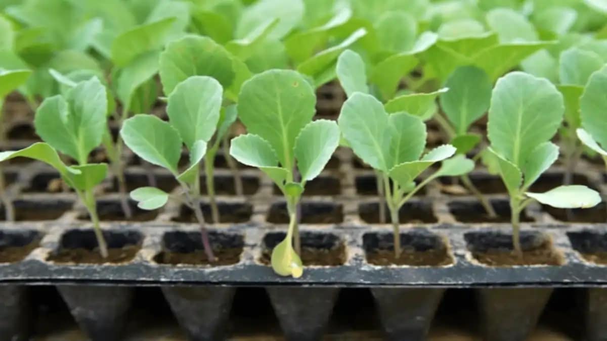 Plantar couve em vasos, mudas sem erros esta explicado em passo a passo e dicas no blog Conversa Pronta.