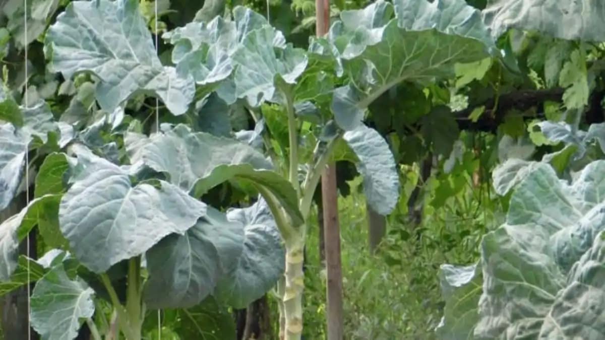 Plantar couve em canteiros, sem erros esta explicado em passo a passo e dicas no blog Conversa Pronta.