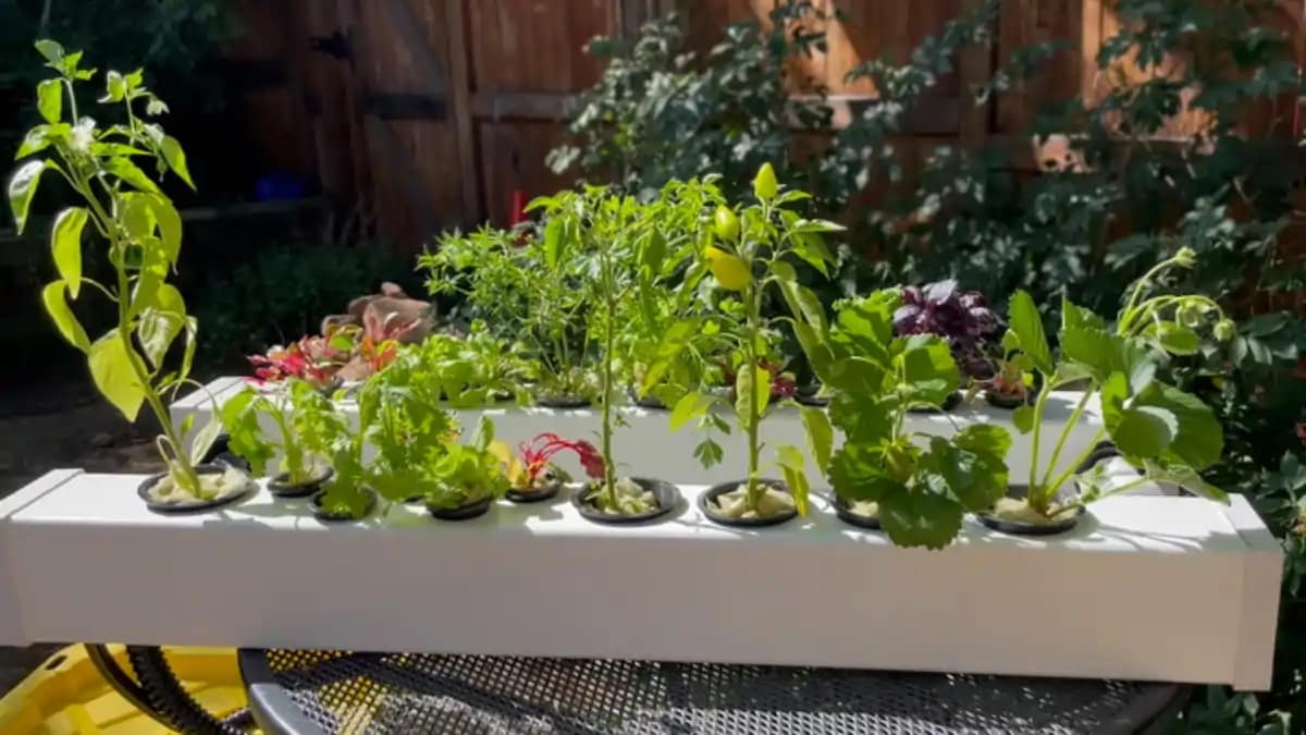 Hidroponia no apartamento, horta fácil, dicas no blog Conversa Pronta.