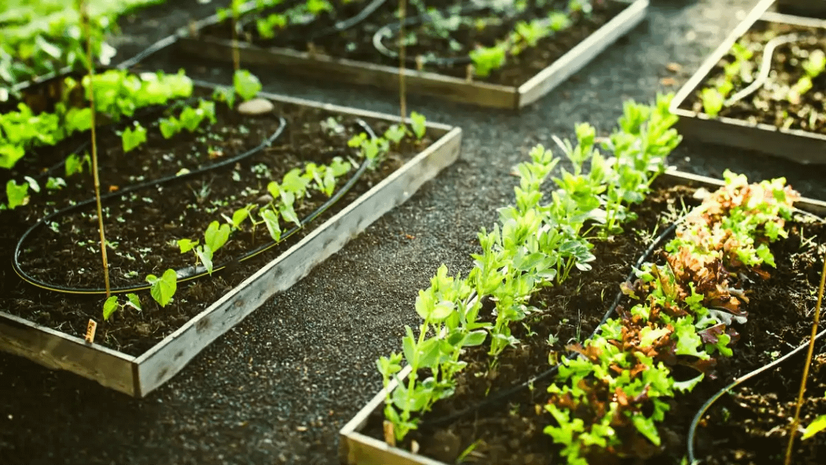 Irrigação automática com arduino, esquema no blog Conversa Pronta. Passo a passo e modo de fazer completo.