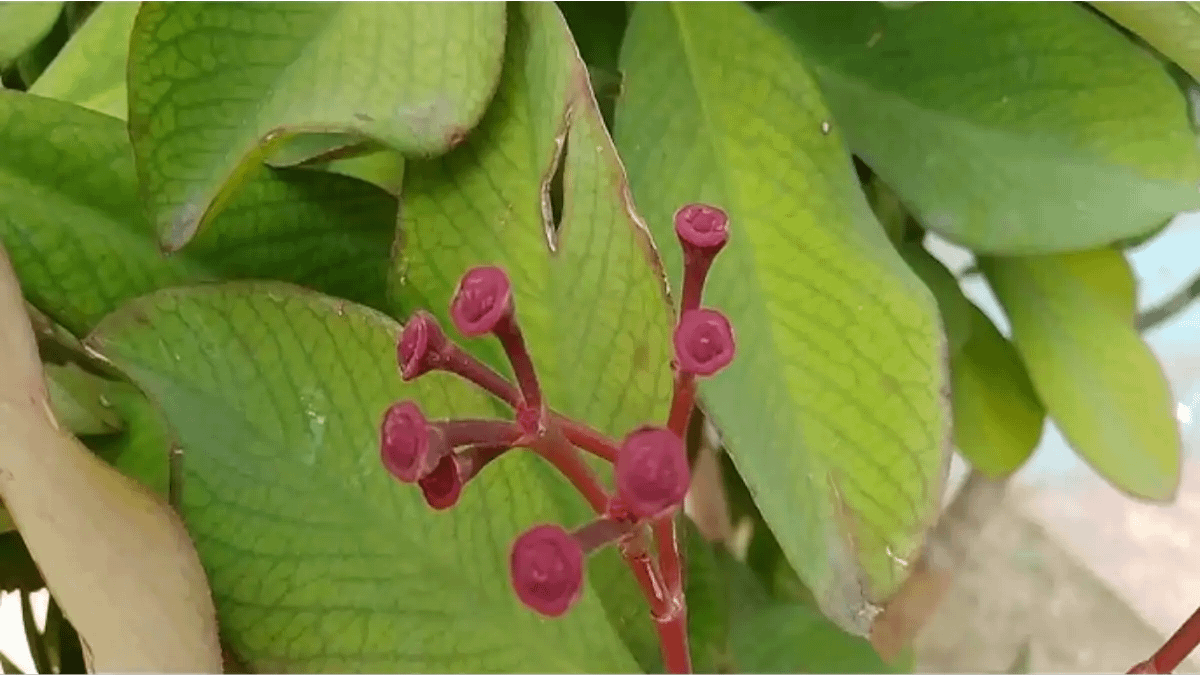 Janaúba leiteira, a verdade e o mito no blog Conversa Pronta.