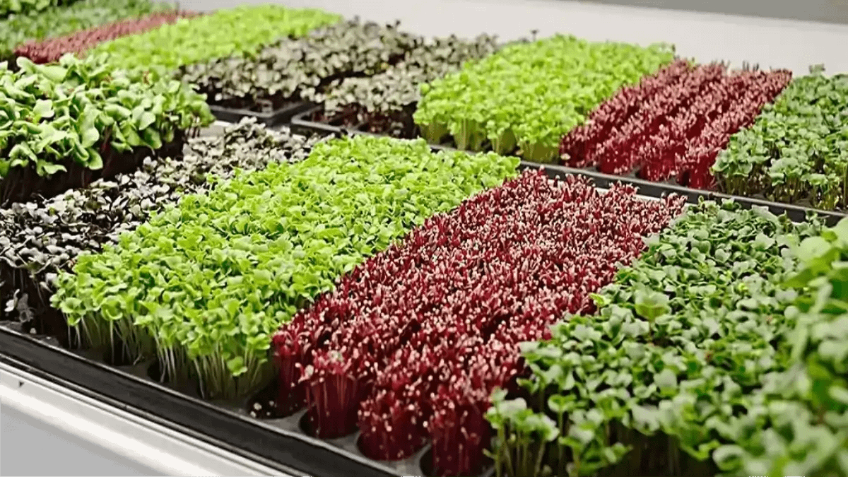 Bandejas de microverdes cultivados em casa, no blog Conversa Pronta.